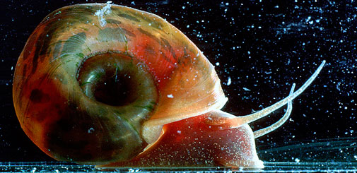 Section for Parasitology and Aquatic Diseaes