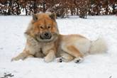 Foto af Eurasier hund