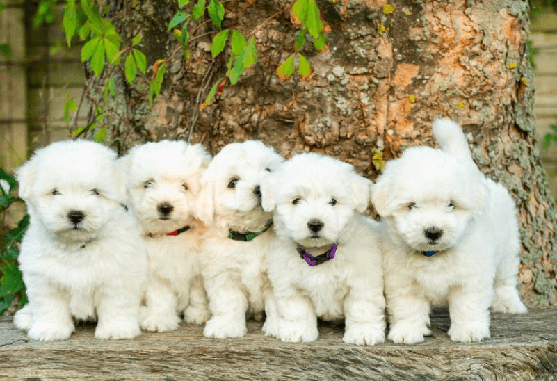 Coton