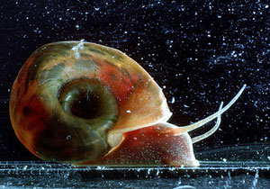 Photo of Snail shedding larvae