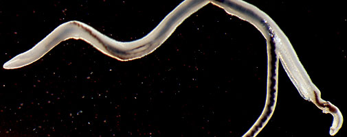 A schistosomiasis worm