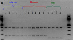 Photo of pcr result