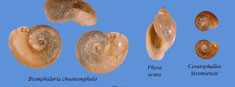 Decorative photo of different snails