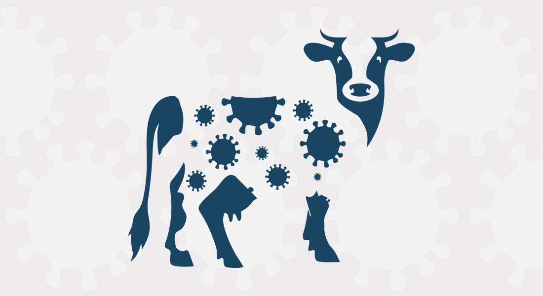 CATTLE AIW illustration by Marie Flensborg