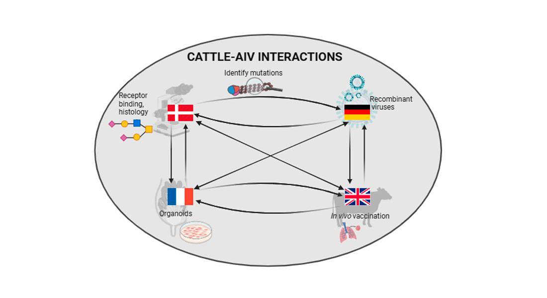 Consortium structure - illustration