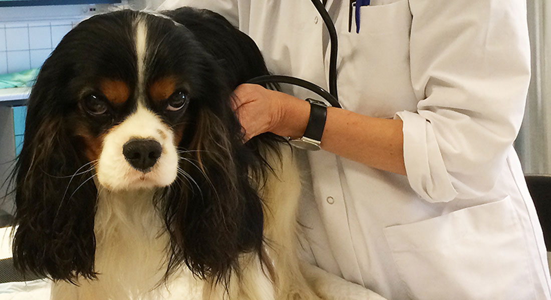 hjertetjek CKCS hund-stetoskop