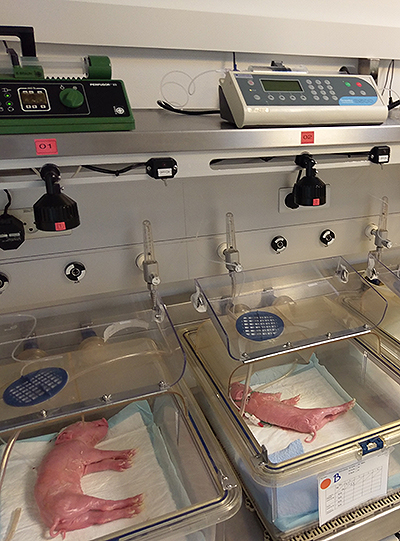 the preterm piglets in their incubator