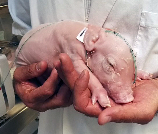 Donorpig - newborn piglet