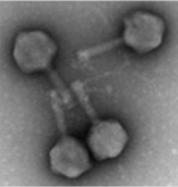 Photo of phages