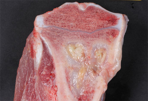 Infectious bone lesion in a pig model. The lesion is comparable to bone infection lesions seen in human patients. Infectious bone lesion in a pig model. The lesion is comparable to bone infection lesions seen in human patients.