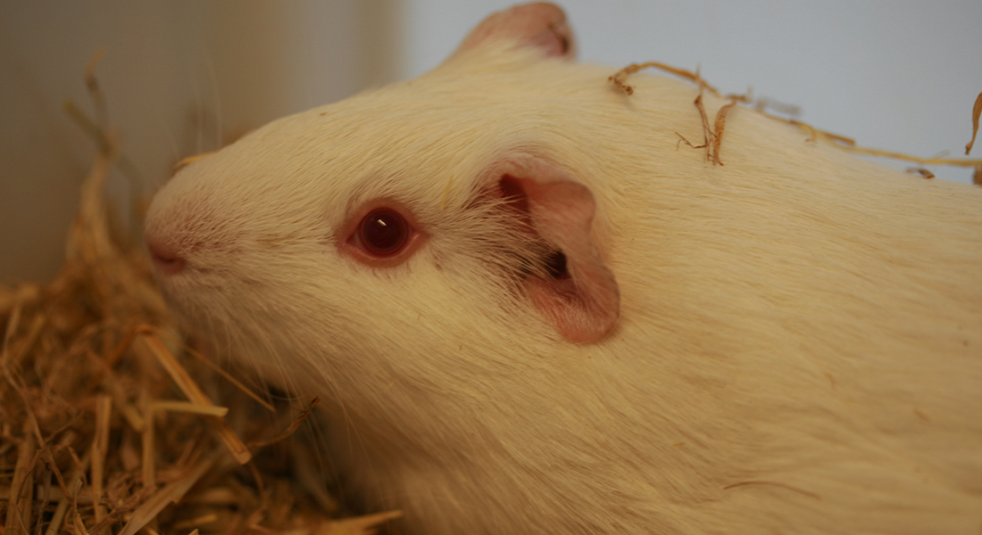 Guinea pig. Photo: Experimental Pharmacology and Toxicology Lab