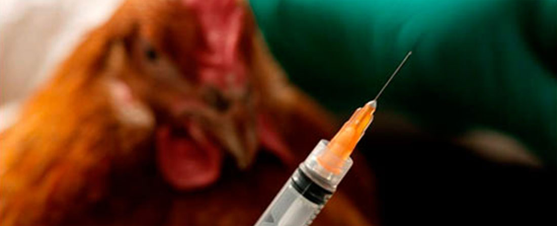 vaccination høns 