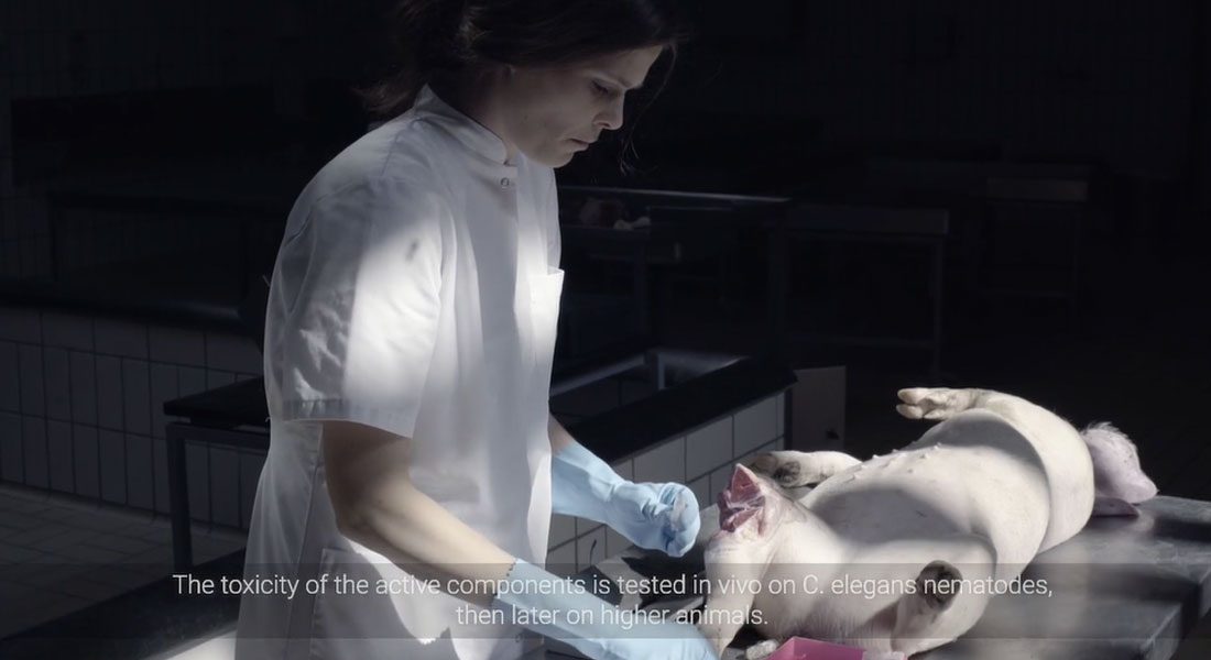 1100x600 Louise Kruse Jensen lægger implantat i bedøvet gris