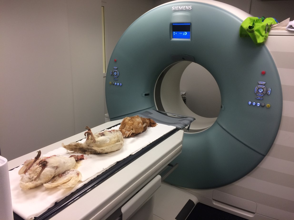 CT scanning of hens