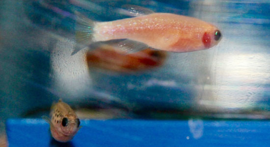 Zebrafish